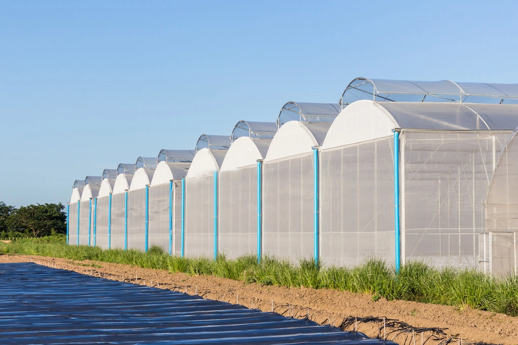 Large Multi Span Film Tunnel Greenhouse Irrigation System Price