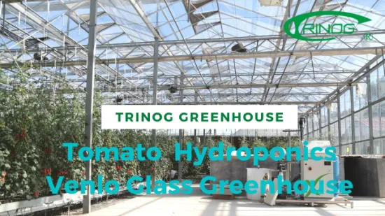 Trinog Greenhouse 상업용 NFT 온실의 수직형 도시 체리 토마토 수경법 시스템